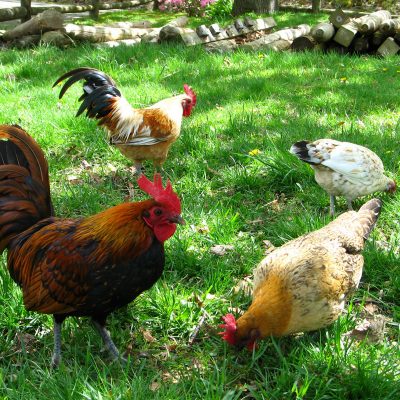 All About Nankin Bantams